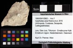 Foto (Objket + Etiketten) von Galatheites sp. 